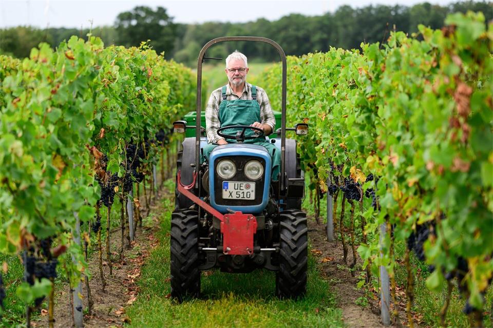 Winzer Jan Alvermann fährt die Weinreben ab. A4258 Philipp Schulze/dpa