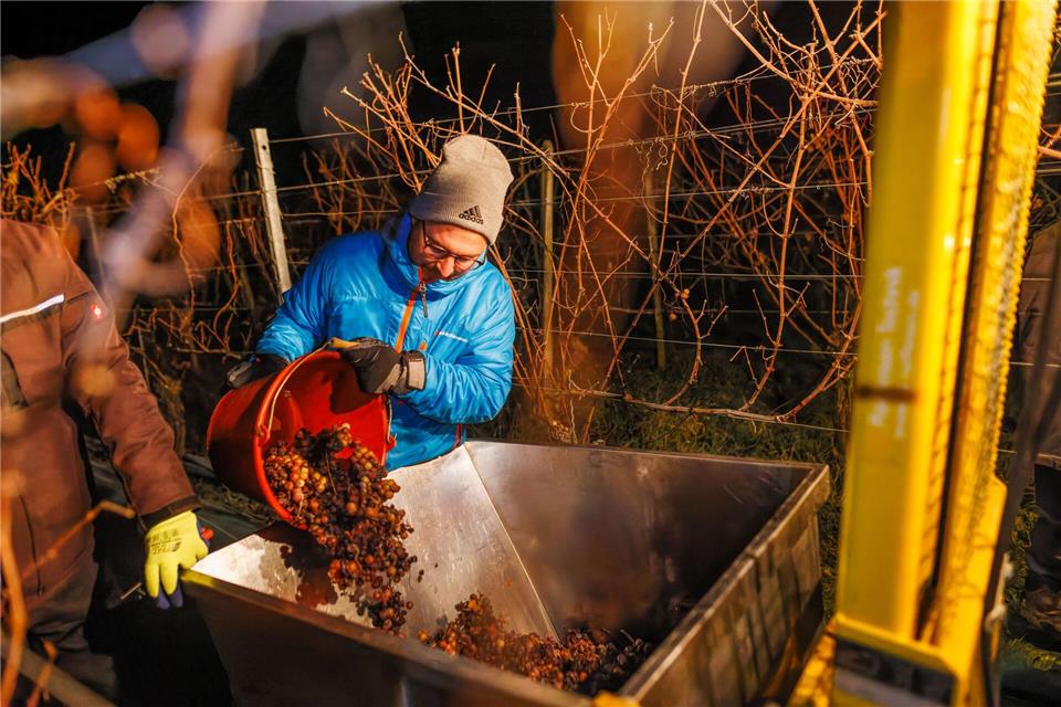 Winzer Philipp Kiefer hatte am Wochenende Erfolg. Philipp von Ditfurth/dpa