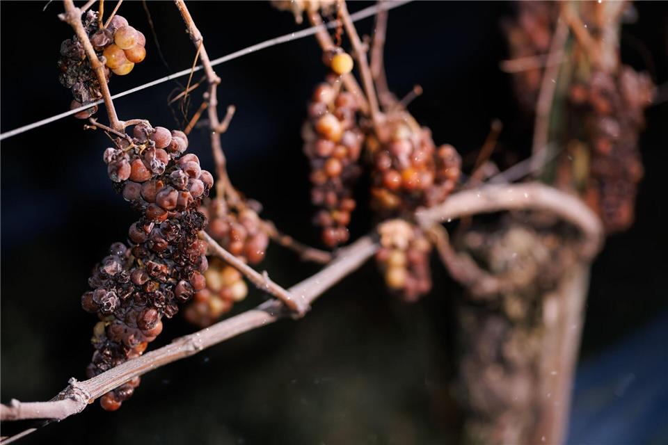 Winzer in Südbaden haben am Wochenende Eiswein gelesen.Philipp von Ditfurth/dpa