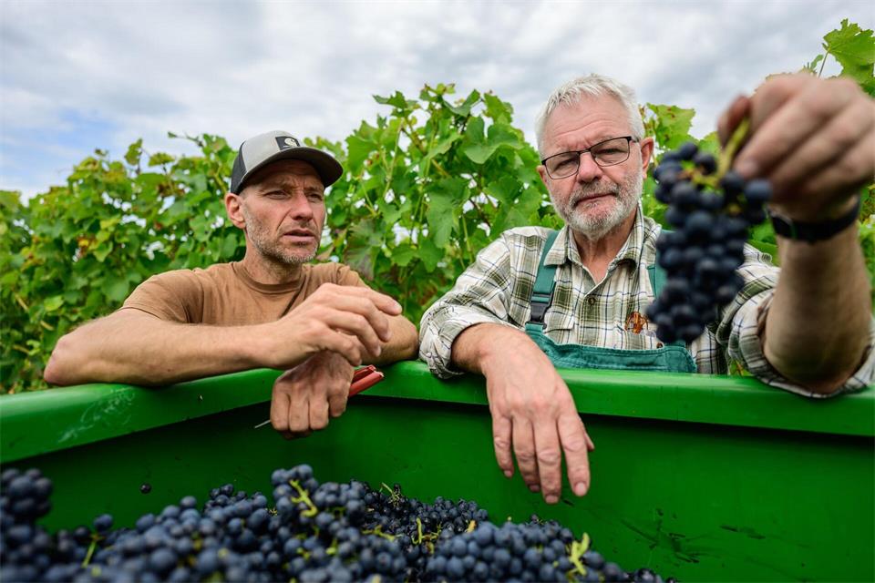 Winzermeister Christian Wolfgang und Winzer Jan Alvermann begutachten die Trauben. A4258 Philipp Schulze/dpa