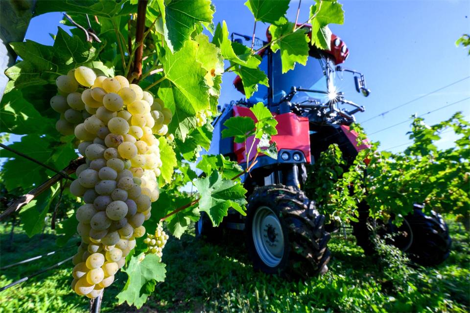 Winzervereinigung Freyburg beginnt Weinlese in ZscheiplitzHendrik Schmidt/dpa