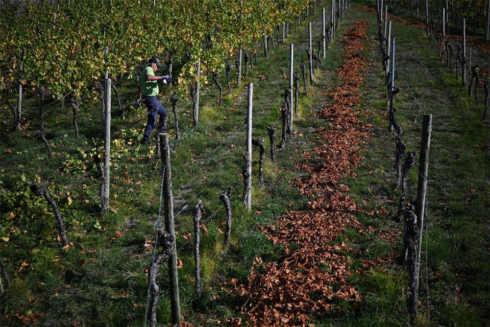 „Wir dürfen uns auf einen außergewöhnlichen Weinjahrgang freuen“, so der Verbandspräsident.Marijan Murat/dpa
