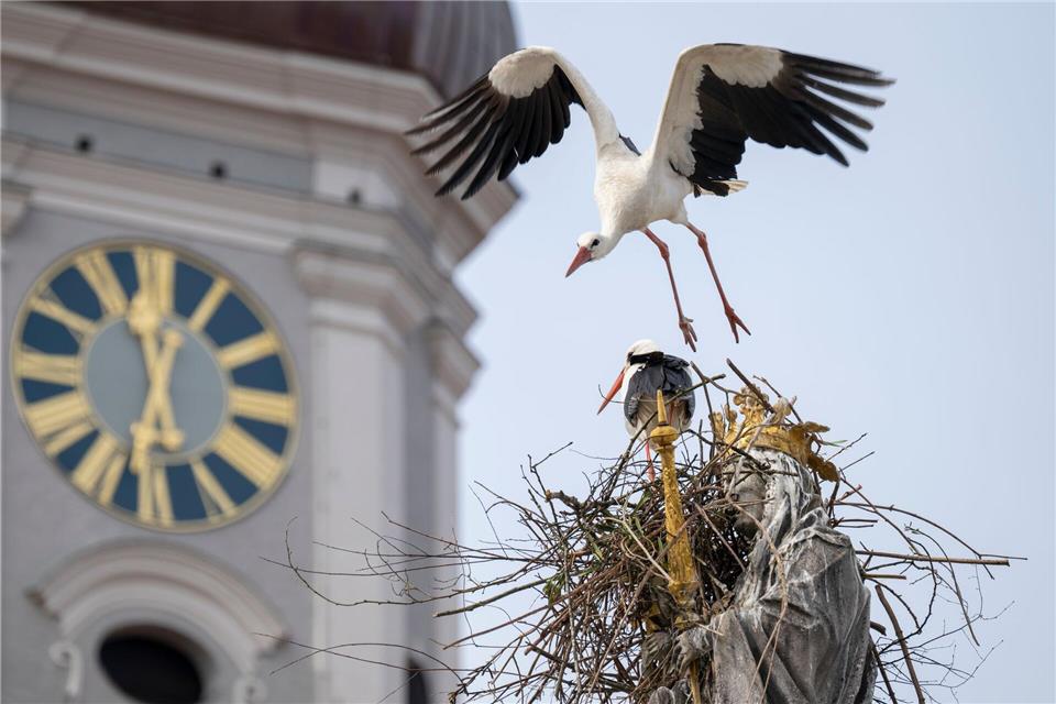 „Wir haben es hier mit einem unerfahrenen Jungstorch zu tun.“Peter Kneffel/dpa