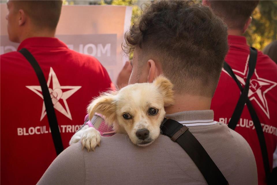 Wird Moldau vor die Hunde gehen? Ein Teilnehmer trägt bei der Kundgebung einer russlandfreundlichen Gruppierung in Chisinau einen Hund. Am 28. September wird in Moldau ein neues Parlament gewählt. Die proeuropäische Präsidentin warnt vor einer Einmischung Russlands.Vadim Ghirda/AP/dpa