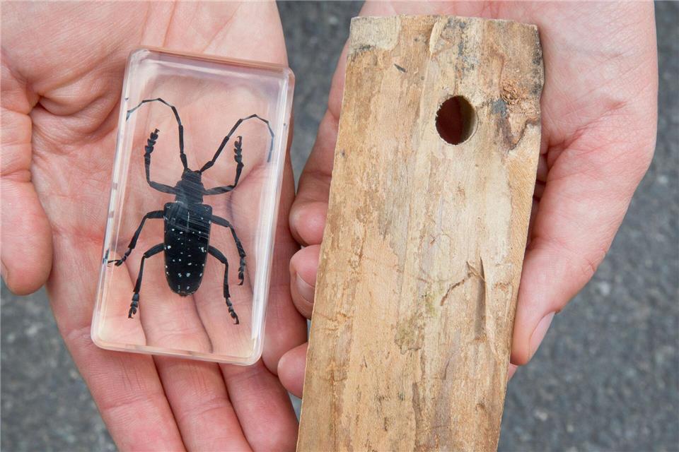 Wird der Käfer gesichtet, gelten strenge Regeln zur Bekämpfung des Insekts. (Archivbild)Daniel Karmann/dpa