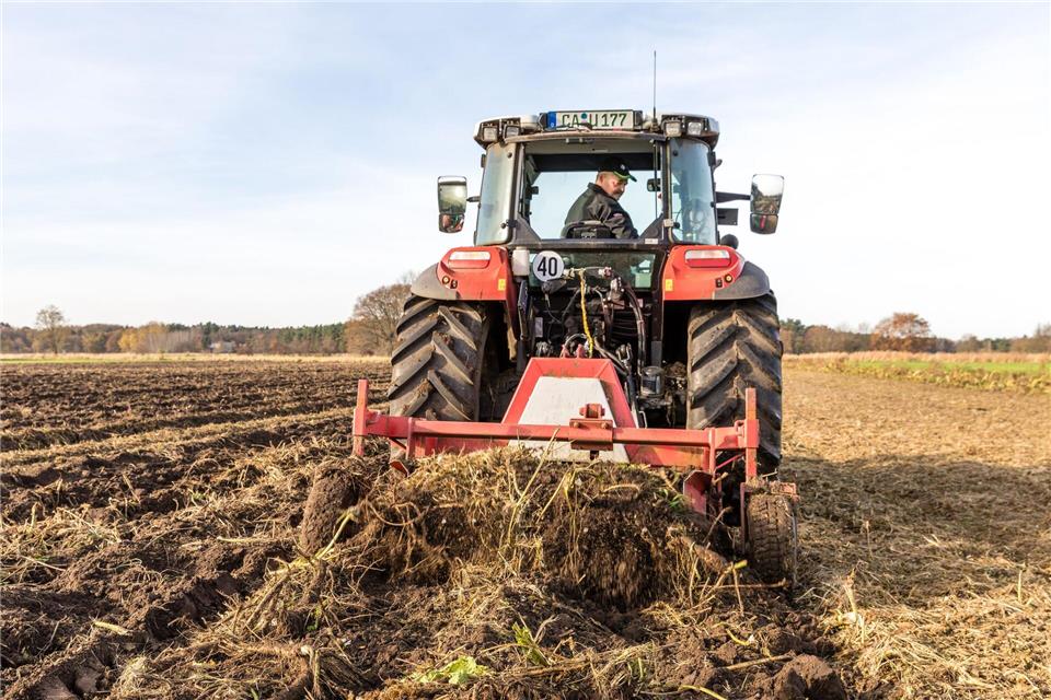 Wird der Meerrettich rar im Spreewald?Frank Hammerschmidt/dpa