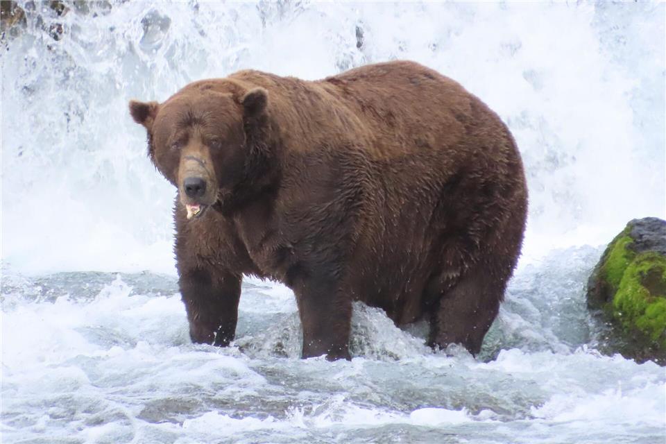 Wird er das Rennen machen?: Braunbär 32 mit Namen Chunk wiegt über 500 Kilogramm und hat eine auffällige Narbe auf der Schnauze. T. Carmack/Katmai-Nationalpark/dpa
