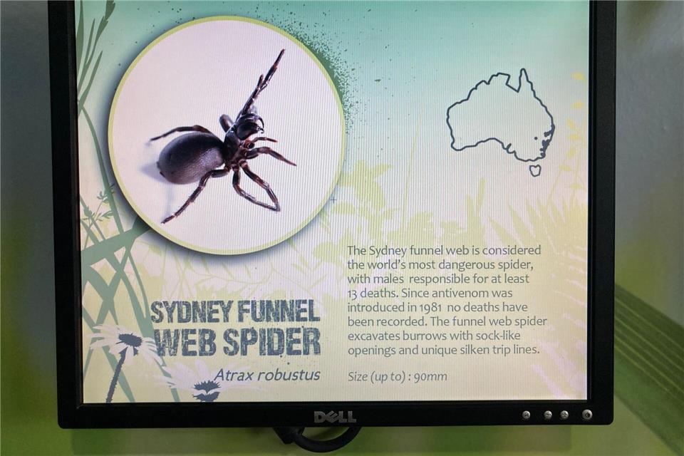 Wissenschaftler haben entdeckt, dass es drei verschiedene Arten der gefährlichen Sydney-Trichternetzspinnen gibt (Archivbild)Carola Frentzen/dpa