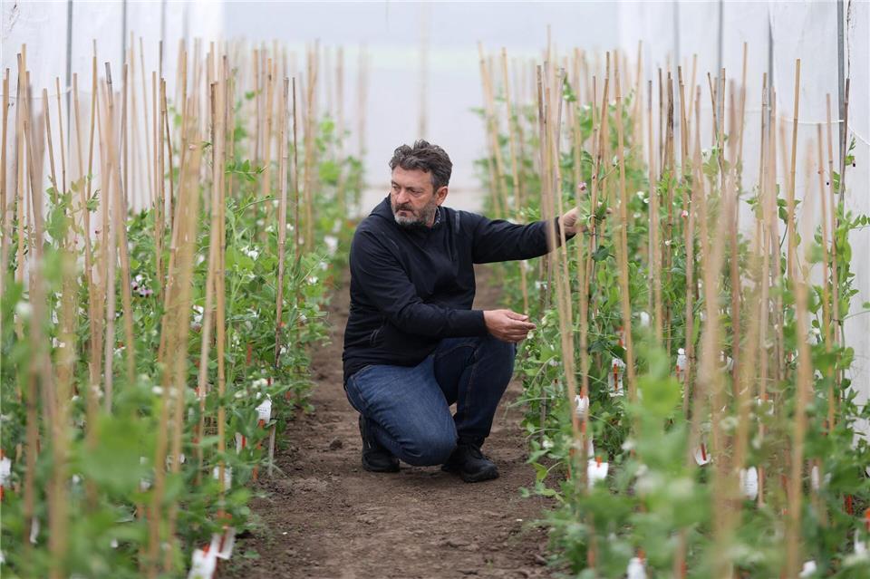 Wissenschaftler testen Erbsenlinien auf Ertrag, Qualität und Widerstandsfähigkeit.Matthias Bein/dpa