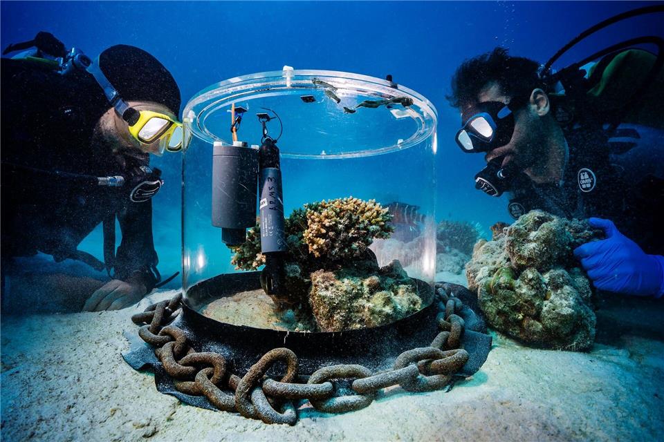 Wissenschaftler untersuchen im Roten Meer Korallen in einem Inkubator.Uli Kunz/Nature/dpa