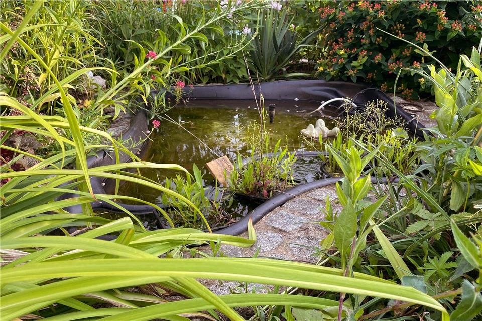 Wo Wasser ist, ist Leben: Der Gartenteich zieht Frösche und viele andere Tiere an.Julia Bresching/dpa-tmn