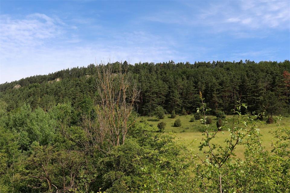 Wo sich Wälder und Wiesen abwechseln: Die Hörselberge östlich von Eisenach laden zum Wandern und Verweilen ein.Deike Uhtenwoldt/dpa-tmn