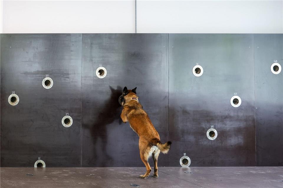 Wo sind die NPS-Stoffe versteckt? Im Trainingszentrum in Schalksmühle üben die Tiere das Erkennen verschiedener Substanzen.Christoph Reichwein/dpa