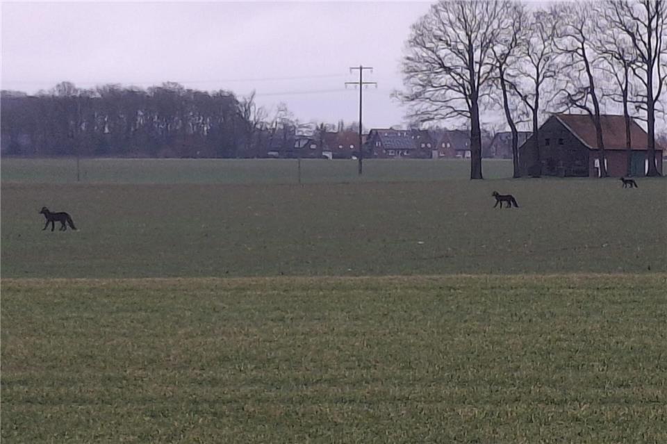 Wölfe? Nein, kann nicht sein. Und diese Antwort ist richtig.