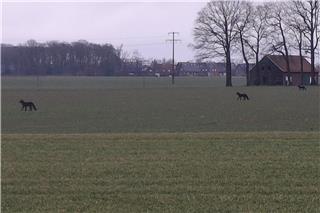 Wölfe? Nein, kann nicht sein. Und diese Antwort ist richtig.