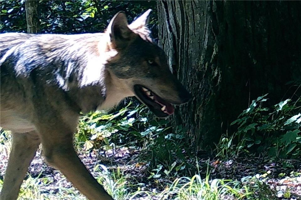 Wölfe behalten ihre Furcht vor Menschen auch dort, wo sie unter Schutz stehen.Dries Kuijper/University of Western Ontario/dpa