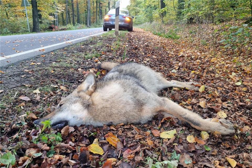 Wolfspopulation wächst – Straßenverkehr oft Todesfalle  Wölfe breiten sich auch in Mecklenburg-Vorpommern immer mehr aus. Das zeigt sich auch in der Unfallstatistik. (Ilustration)     Nord-West-Media TV/dpa