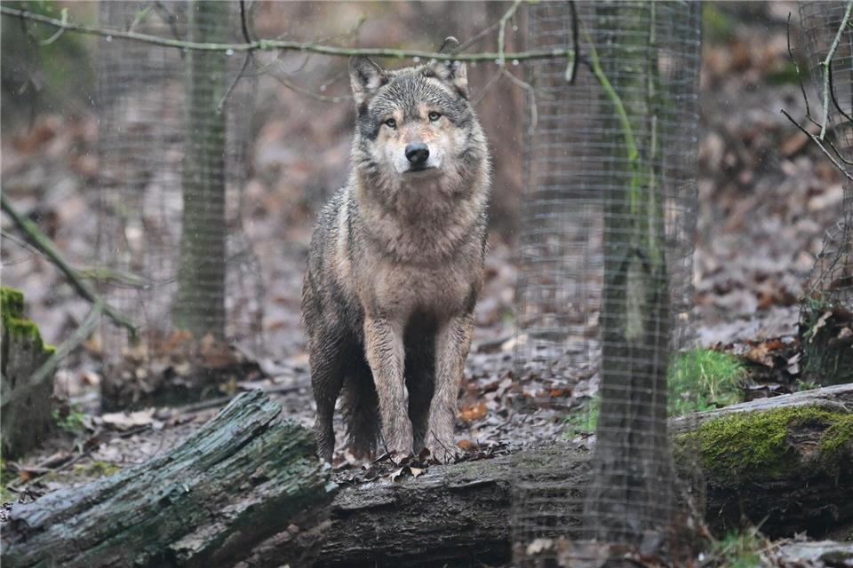 Wölfe sieht man in Baden-Württemberg eher im Tierpark als in freier Wildbahn. (Symbolbild)Bernd Weißbrod/dpa