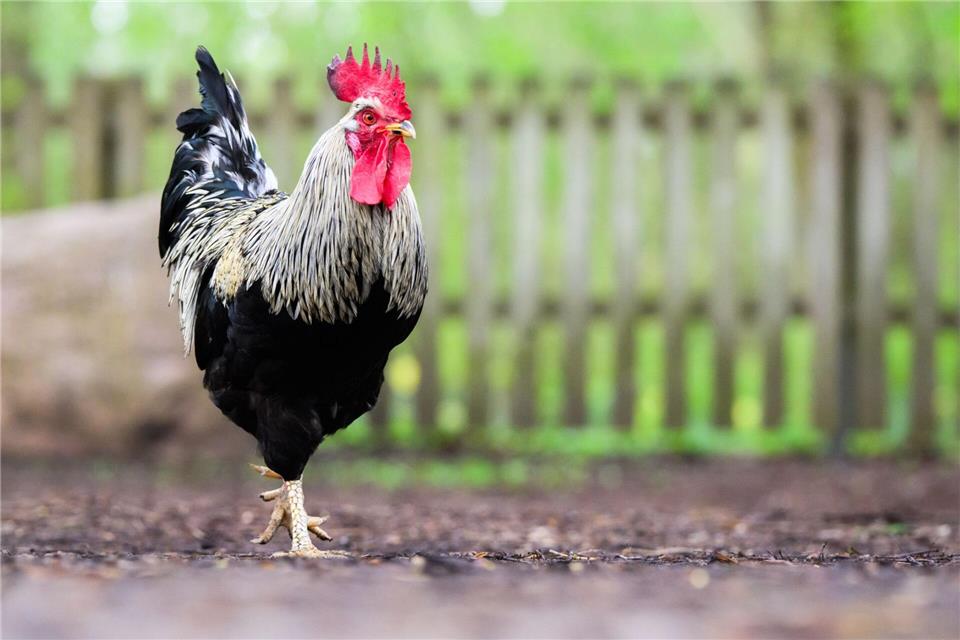 Woher der Hahn stammte, konnte die Polizei nicht mehr klären. (Symbolbild)Julian Stratenschulte/dpa