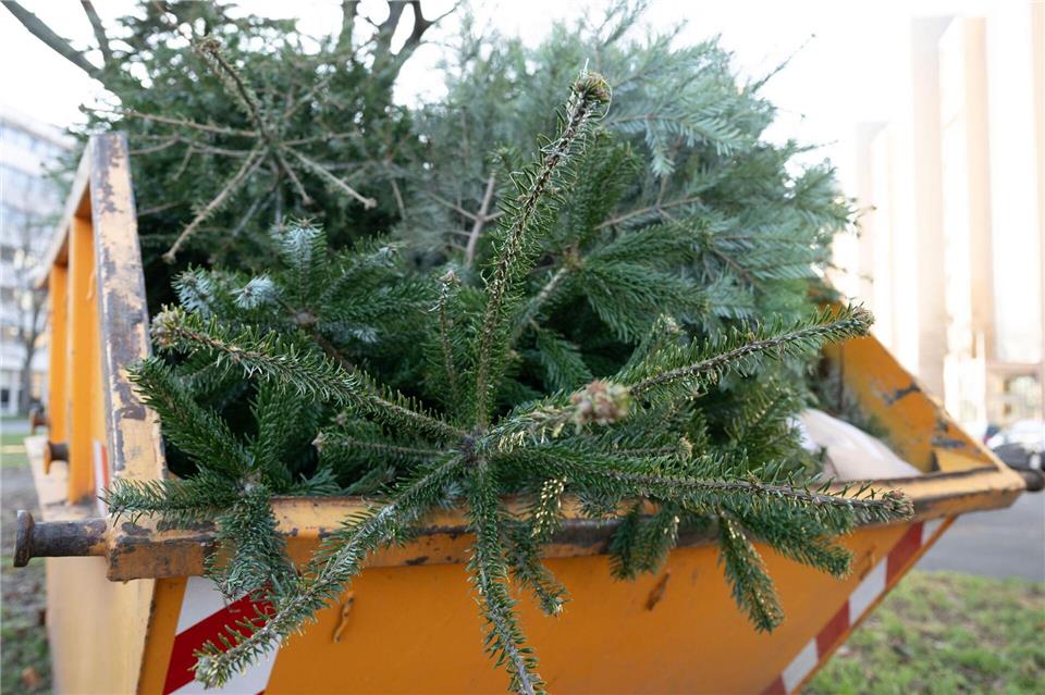 Wohin mit dem Weihnachtsbaum nach dem Fest? (Archivbild)Sebastian Kahnert/dpa