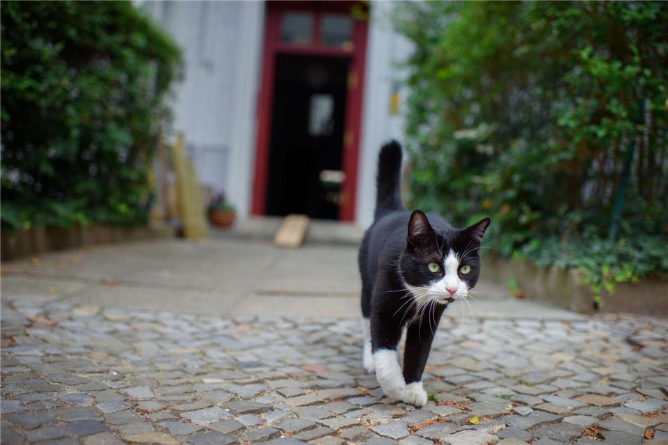 Wohin schleicht der Kater draußen? Gregor Fischer/dpa