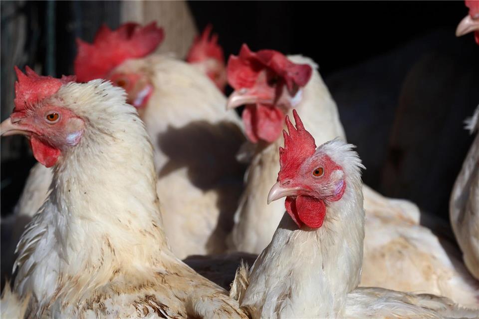 Wohl erneuter Ausbruch der Vogelgrippe im Landkreis Harz. (Symbolbild)Karl-Josef Hildenbrand/dpa