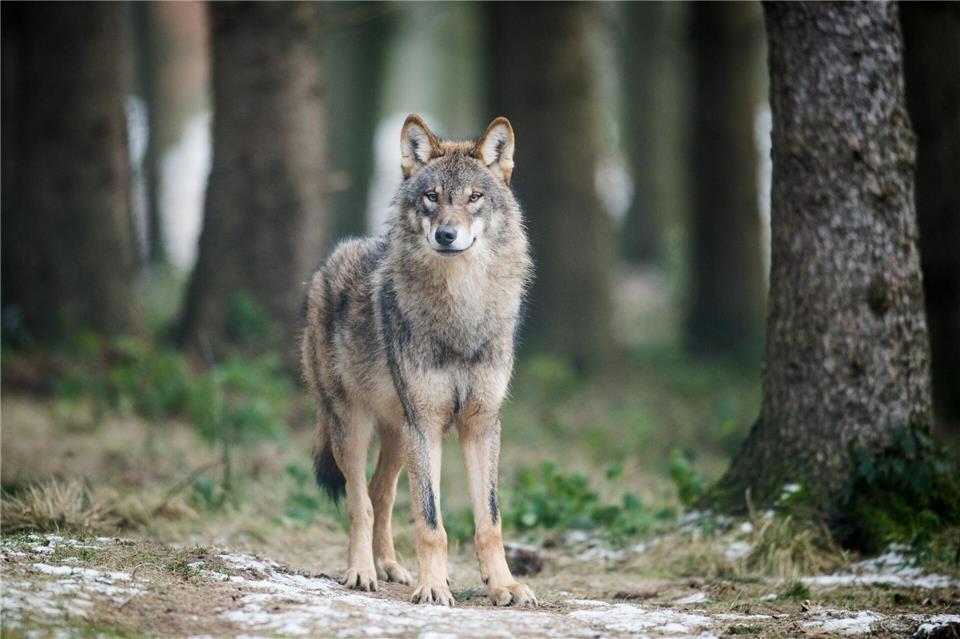 Wolf ins Jagdrecht? Sachsen fordert vom Bund eine rasche Umsetzung. (Archivbild)Bernd Thissen/dpa