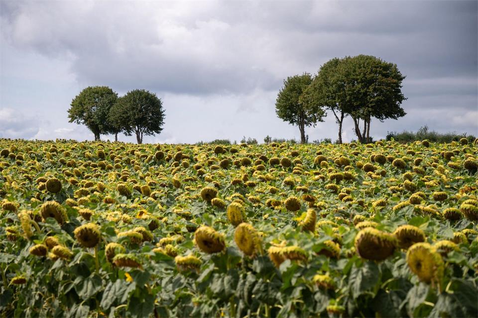 Wolken bedecken größtenteils den Himmel, wie hier in Oberleuken im Saarland. (Archivbild)Harald Tittel/dpa