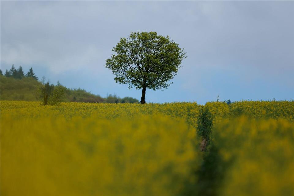 Wolkenverhangen könnte der Himmel in den nächsten Tagen öfter sein. Jörg Halisch/dpa