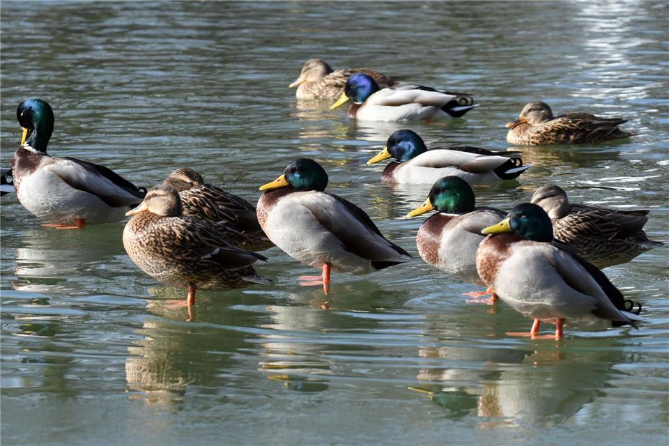Wolkig, mild und trocken – so endet die Arbeitswoche in NRW. Ab Samstag rechnen Wetterexperten mit Regenschauern und einzelnen Gewittern. (Archivbild)Henning Kaiser/dpa