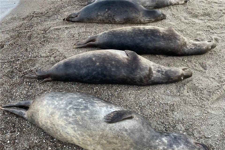 Woran die Kegelrobben an der Ostküste Rügens starben, ist noch unklar. Seit Anfang Oktober wurden 26 tote Tiere geborgen. Biosph�renreservatsamt/dpa