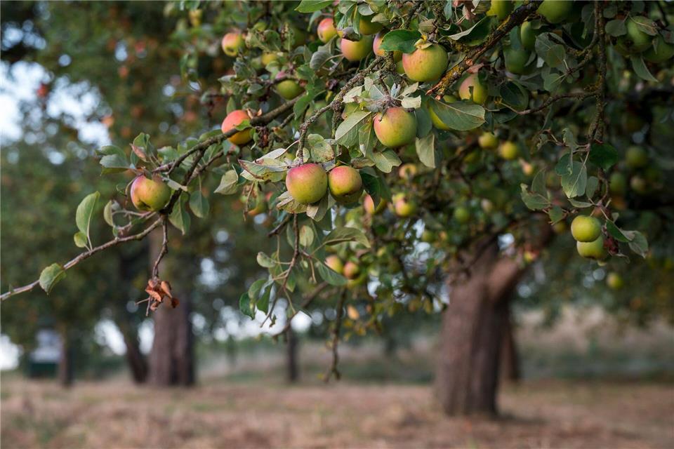 Würde man die Erntemenge auf jeden Bayern umlegen, so blieben für jeden rund 2,4 Kilo Äpfel. (Archivbild)Daniel Vogl/dpa