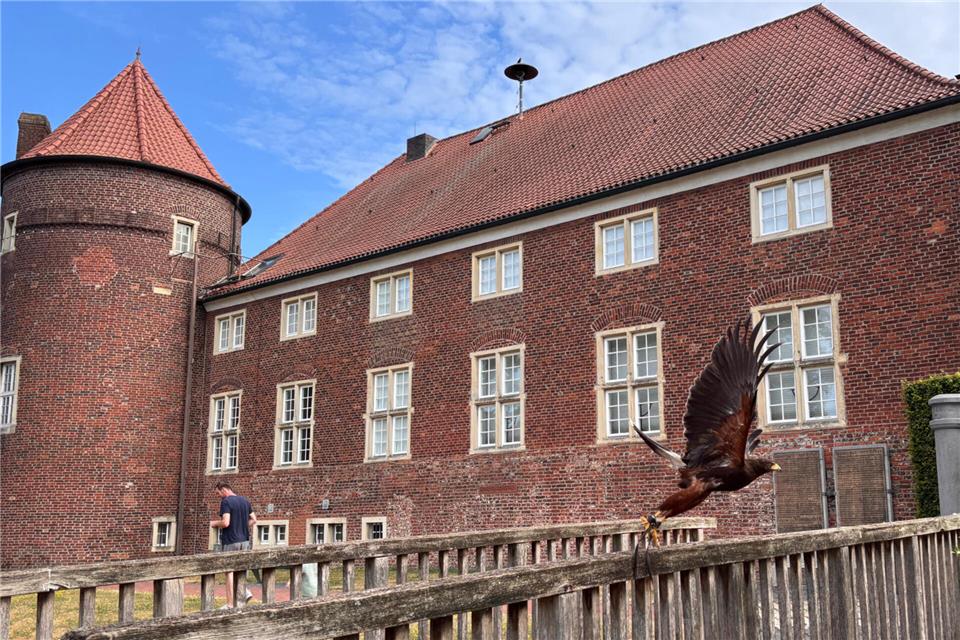 Wüstenbussard Keyla macht sich mit der für sie neuen Umgebung vertraut.