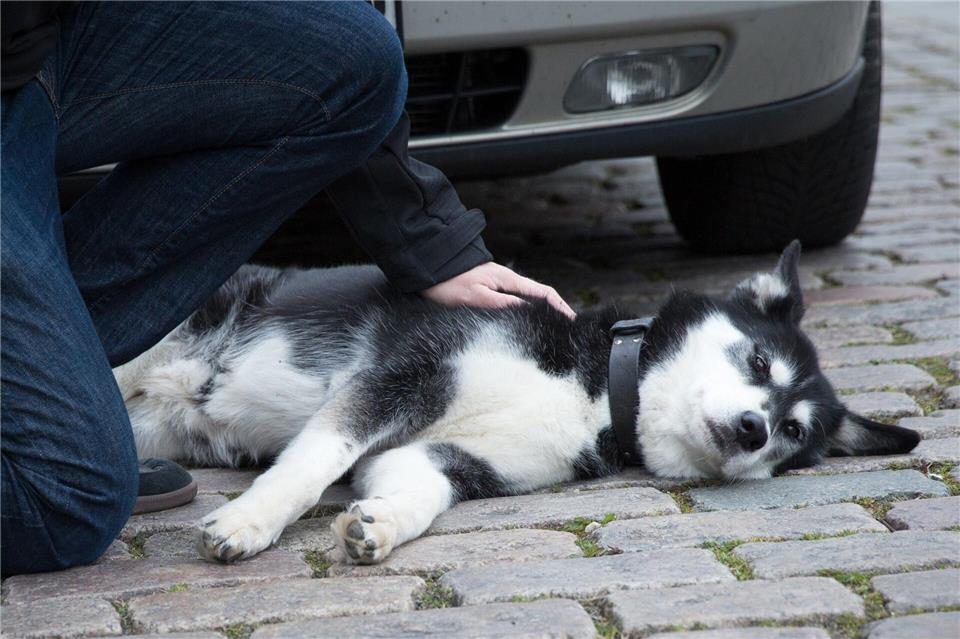 Wurde der Hund angefahren, gilt es Ruhe zu bewahren und den Tierarzt oder eine nahegelegene Tierklinik zu kontaktieren.Florian Schuh/dpa-tmn
