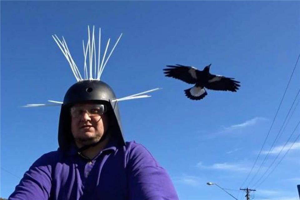 Magpies: Australiens überraschende Angreifer aus der Luft Youtuber Daniel Fitzgerald testet seinen Anti-Magpie-Helm.Daniel Fitzgerald