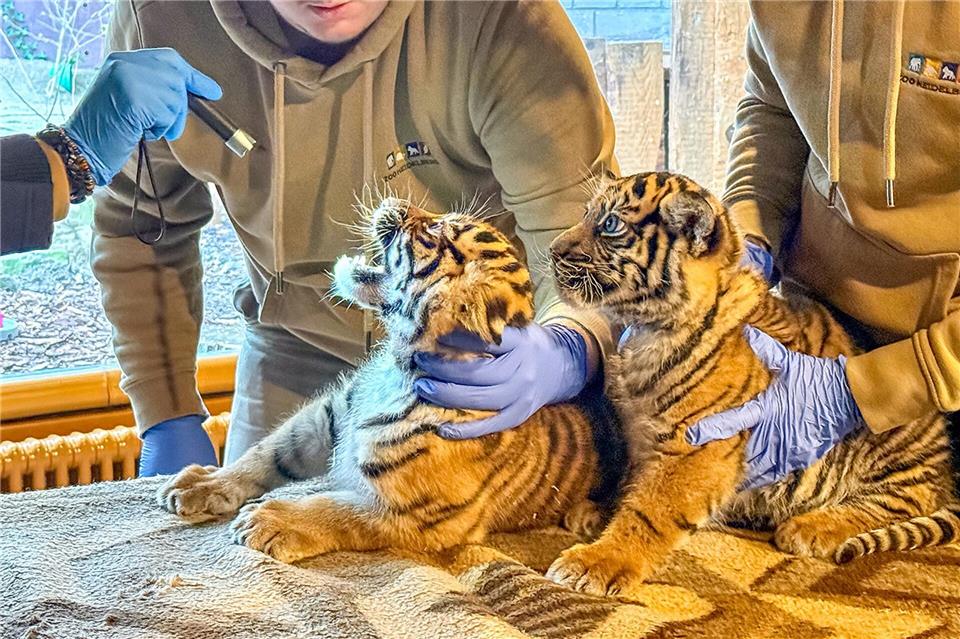 Zähne zeigen für die Erstuntersuchung von zwei Tigermädchen (Foto-Handout)Zoo Heidelberg/dpa