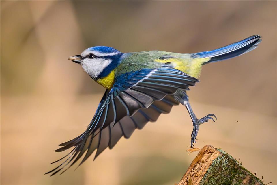Zahl und Vielfalt der Singvögel sind in den vergangenen Jahrzehnten parallel zum Insektenschwund gesunken. (Archivbild)Patrick Pleul/dpa