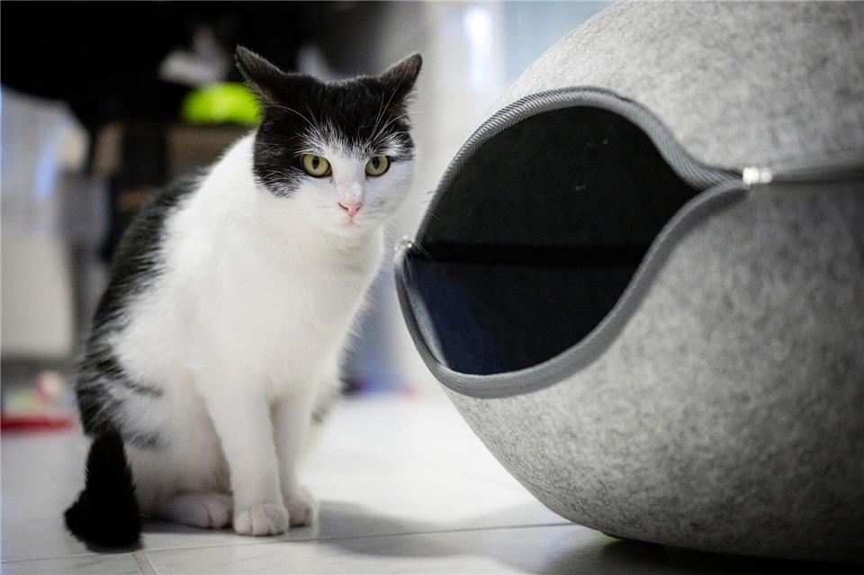 Zahlreiche Menschen möchten die abenteuerlustige Katze Shila aufnehmen. (Archivbild)Sina Schuldt/dpa