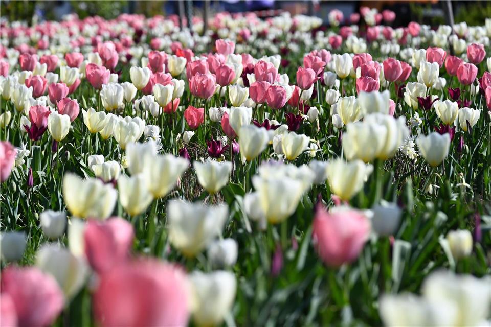 Zahlreiche Tulpen schmücken das Gelände der Landesgartenschau. Volker Danisch/dpa