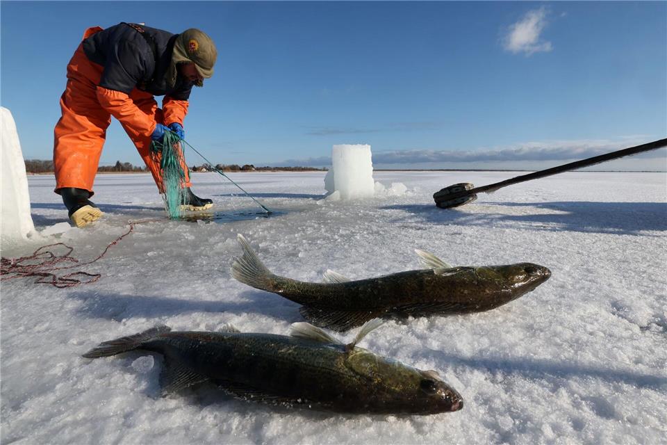 Zander gehören zu den bevorzugten Fischen beim Klappern.Bernd Wüstneck/dpa