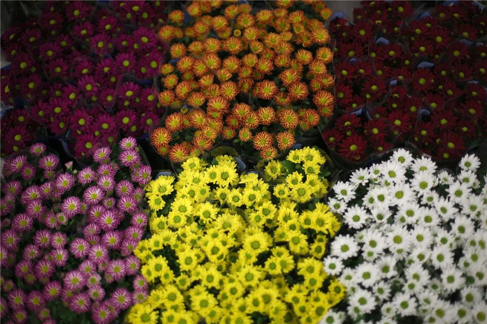 Zartes Rosa, leuchtendes Gelb, tiefes Burgunderrot: Chrysanthemen überzeugen mit Farbenpracht.Ina Fassbender/dpa-tmn