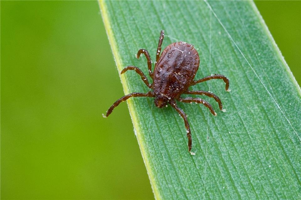 Zecken können Krankheiten wie Borreliose und FSME übertragen – mit Beginn der warmen Monate steigt das Risiko. (Symbolbild) Patrick Pleul/dpa-Zentralbild/dpa