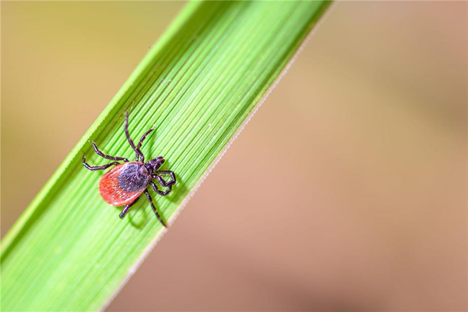 Zecken können Krankheiten wie FSME oder Borreliose übertragen. (Archivbild)Patrick Pleul/dpa
