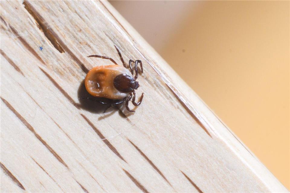 Zecken können auch knackigen Frost aushalten. (Archivbild)Julian Stratenschulte/dpa