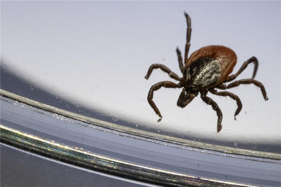 Zecken können gefährliche Krankheiten übertragen. (Symbolbild)Marijan Murat/dpa