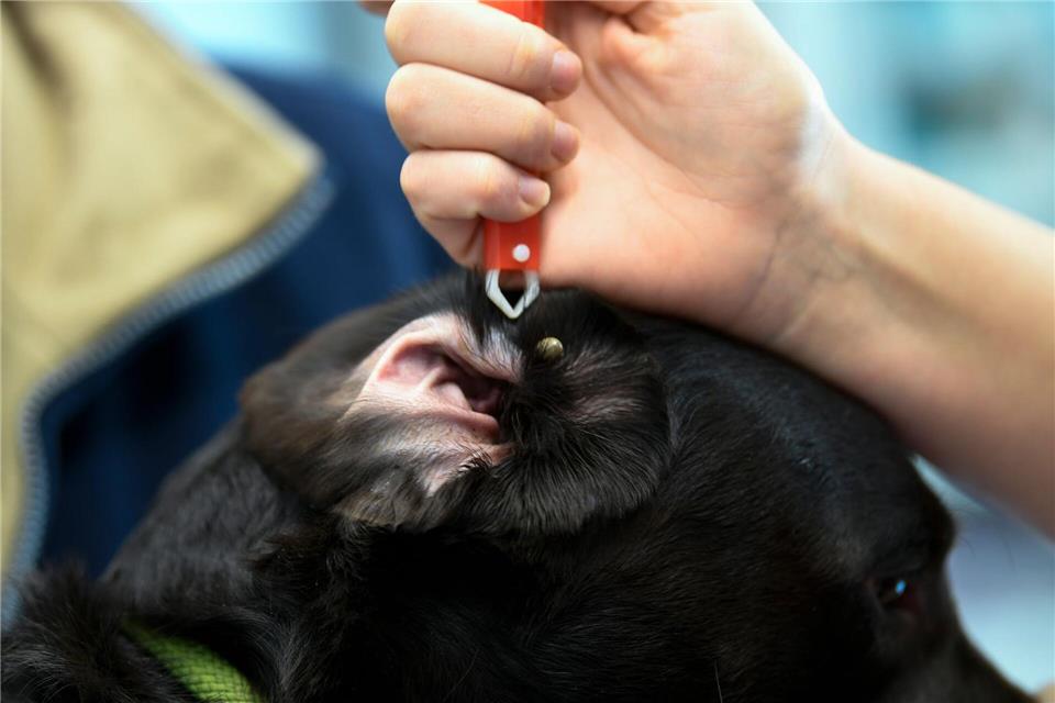 Zecken mögen weiche, gut durchblutete Körperstellen - so auch die Ohren.picture alliance / dpa Themendienst