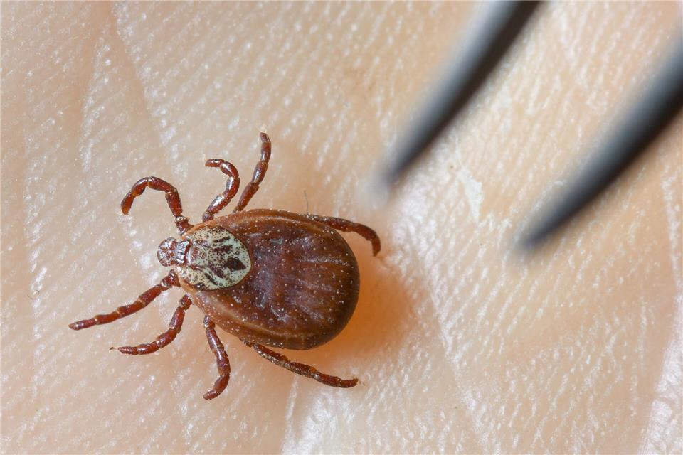 Zecken sind inzwischen ganzjährig aktiv, sie erobern selbst kühle Berglagen und verbreiten das FSME-Virus in ganz Deutschland.(Symboldbild) Patrick Pleul/dpa-Zentralbild/dpa