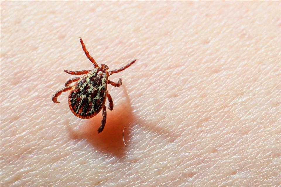 Zecken springen nicht, sondern werden bei Kontakt abgestreift und halten sich an Mensch oder Tier fest.Patrick Pleul/dpa