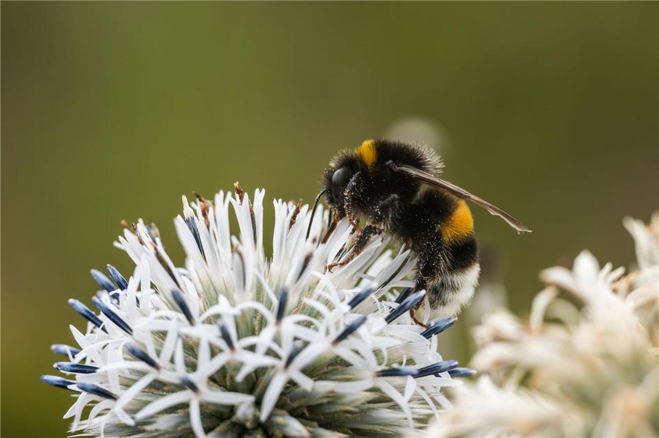Zehn Prozent der Wildbienen sind in Europa bedroht (Archivbild)Silas Stein/dpa