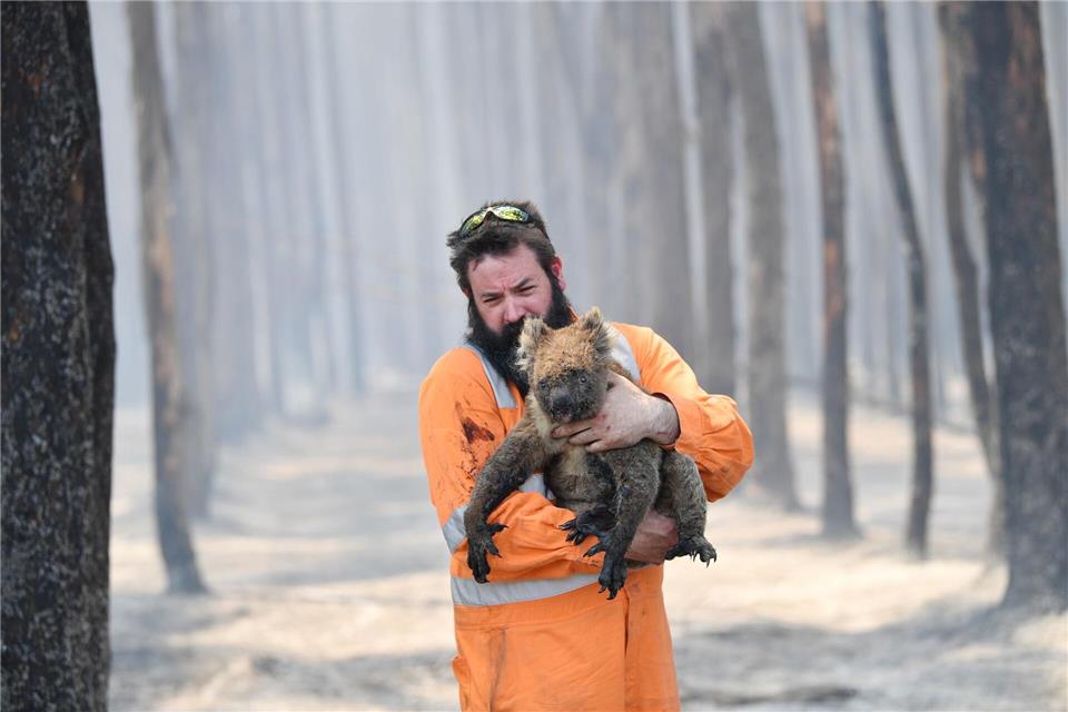 Zehntausende Koalas wurden bei den Waldbränden in den Jahren 2019 und 2020 getötet oder verletzt. (Archivbild)David Mariuz/AAP/dpa